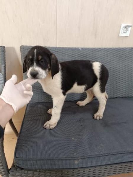 ❤Anton - Hoffnung für 5 Geschwister