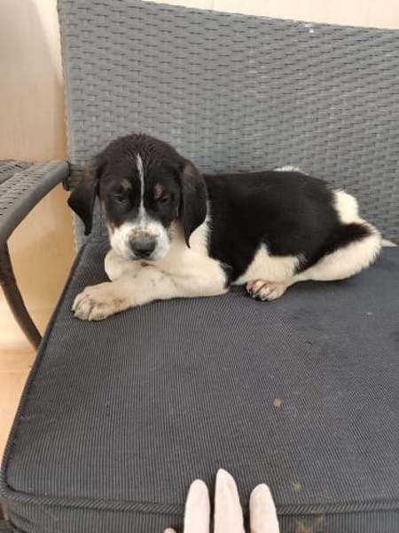 ❤Anton - Hoffnung für 5 Geschwister