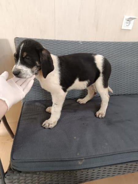 ❤Anton - Hoffnung für 5 Geschwister