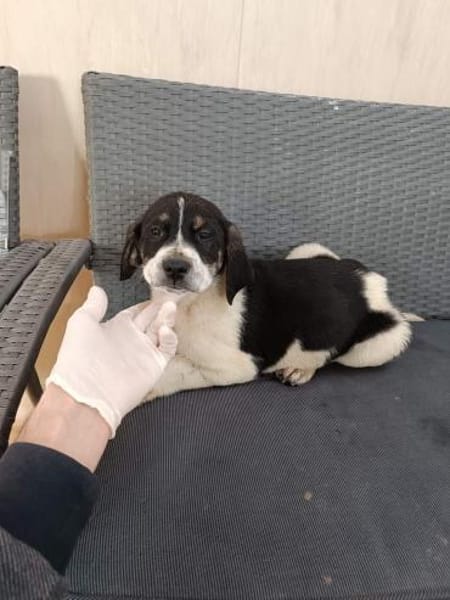 ❤Anton - Hoffnung für 5 Geschwister