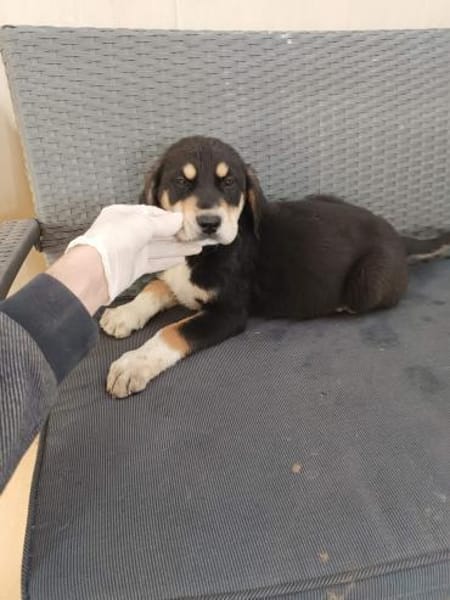 ❤Amadeus - Hoffnung für 5 Geschwister