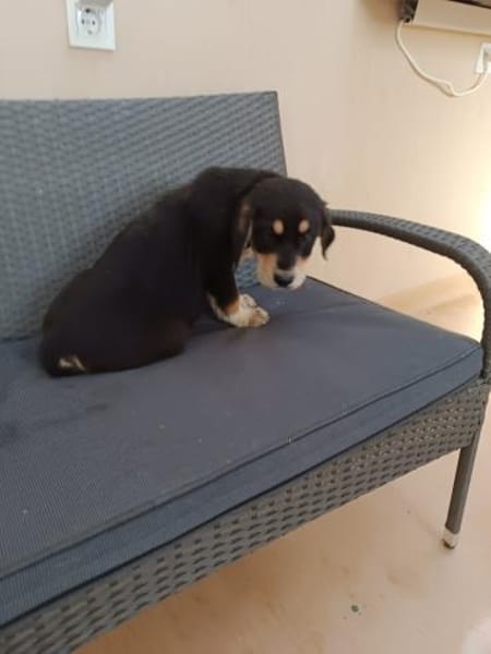 ❤Amadeus - Hoffnung für 5 Geschwister