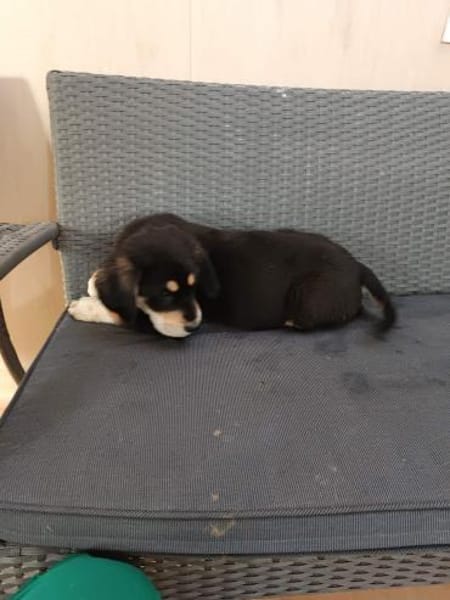 ❤Amadeus - Hoffnung für 5 Geschwister