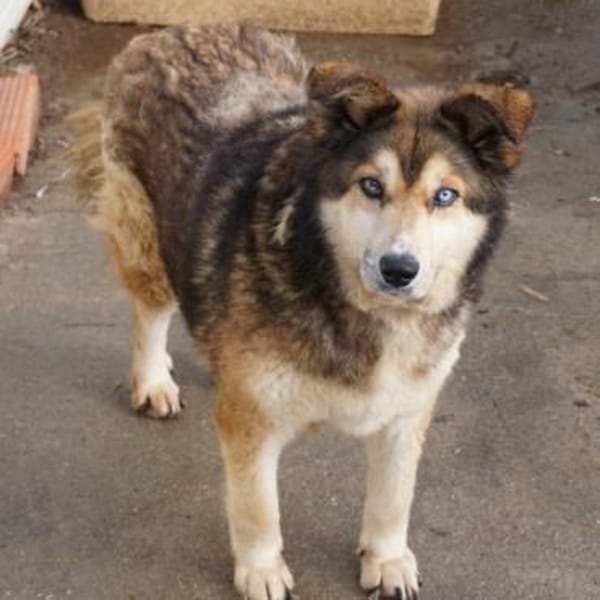 Lexy sucht liebevollen Anschluss