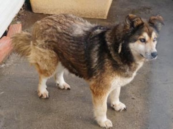 Lexy sucht liebevollen Anschluss