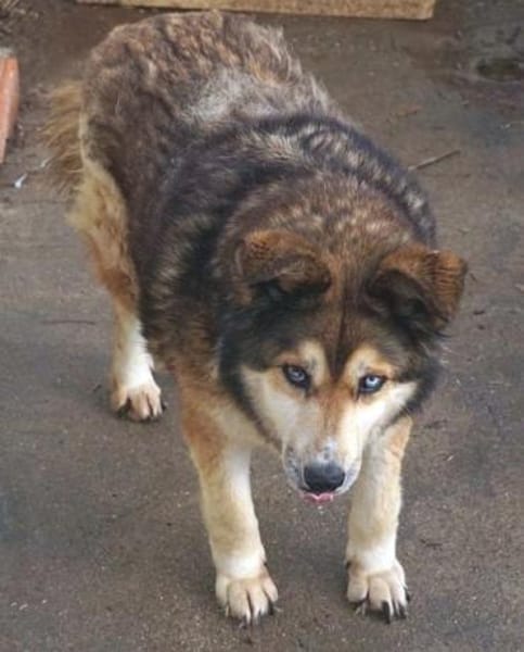 Lexy sucht liebevollen Anschluss