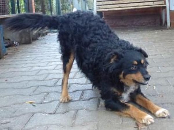 Sportskanone Uli, fröhlich + verträglich