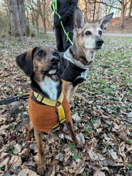 Bim - aktive Knutschkugel