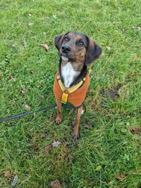 Bim - aktive Knutschkugel