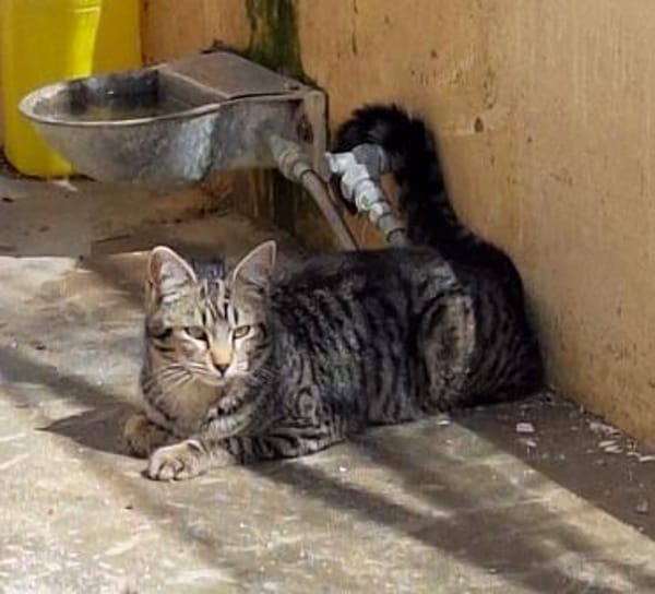 Junge, fröhliche Katze Tirana