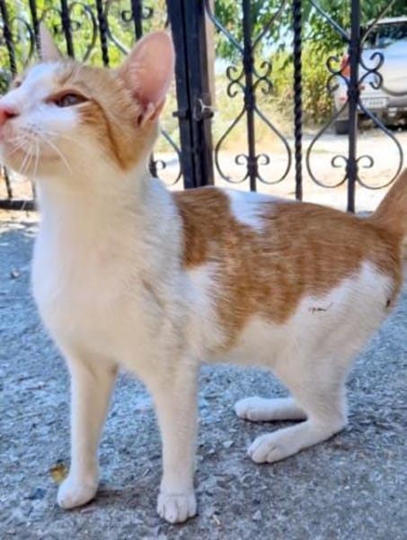 Freundlicher, junger Kater Mäx