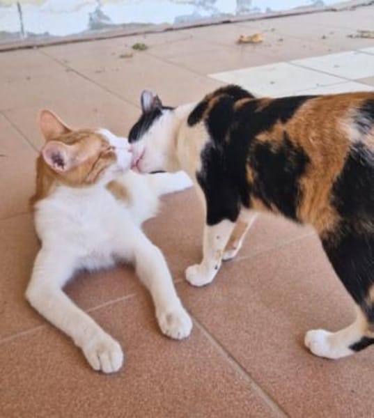 Freundlicher, junger Kater Mäx