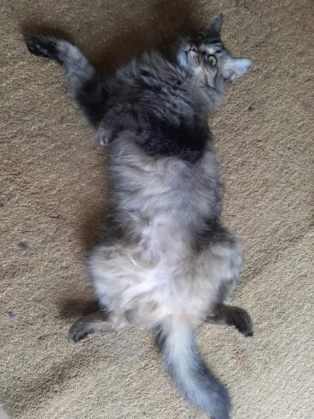 Hübsche, schüchterne Katze Kicha