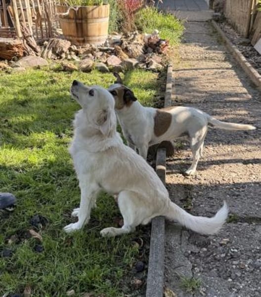 Ivan, kleiner Herzenshund, ca. 13 J 5245