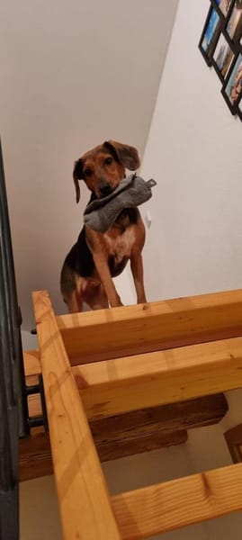 Luna  Lou, zurückhaltende Hündin, ca. 9