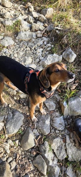 Luna  Lou, zurückhaltende Hündin, ca. 9