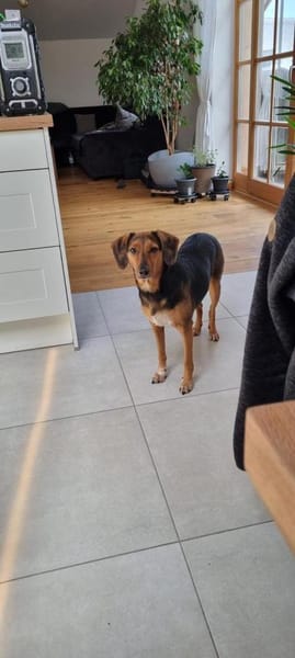 Luna  Lou, zurückhaltende Hündin, ca. 9