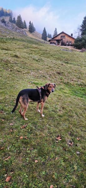 Luna  Lou, zurückhaltende Hündin, ca. 9