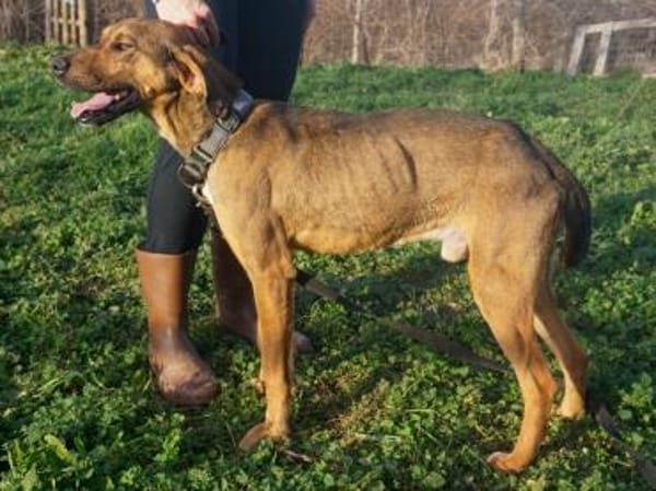 Bracken-Mix Sisco ist ein Sonnenschein!