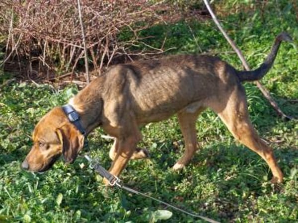 Bracken-Mix Sisco ist ein Sonnenschein!