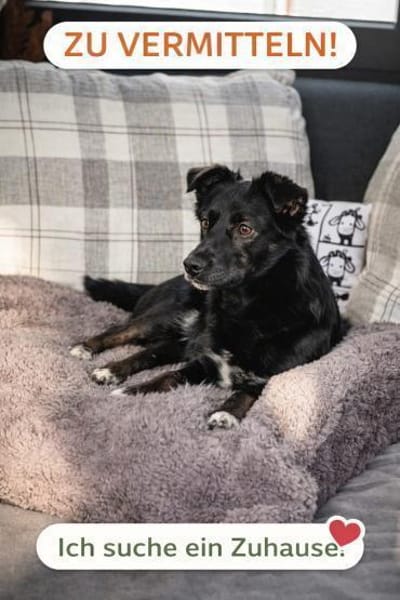 Kuschelmonster Elli wartet in 36179 Iba