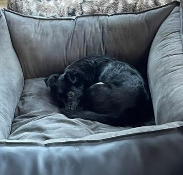 Kuschelmonster Elli wartet in 36179 Iba