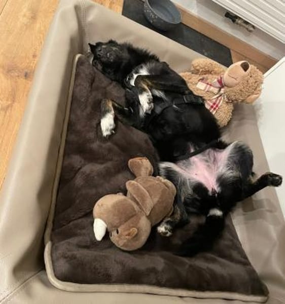 Kuschelmonster Elli wartet in 36179 Iba