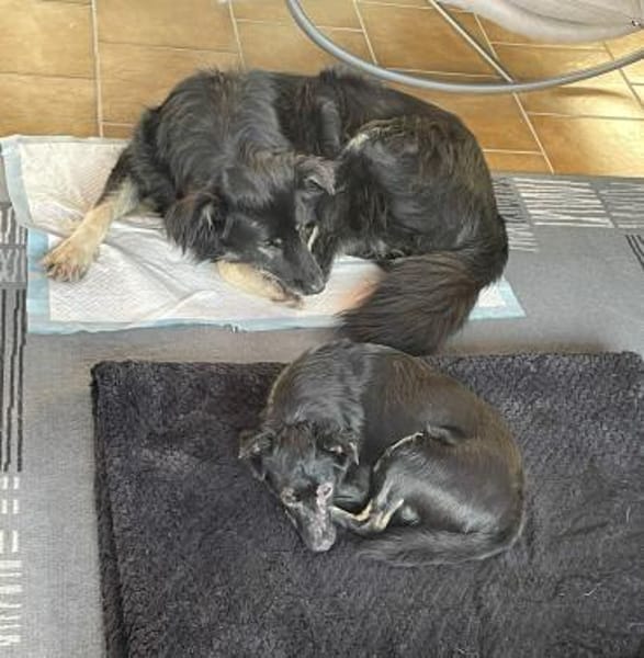 Kuschelmonster Elli wartet in 36179 Iba