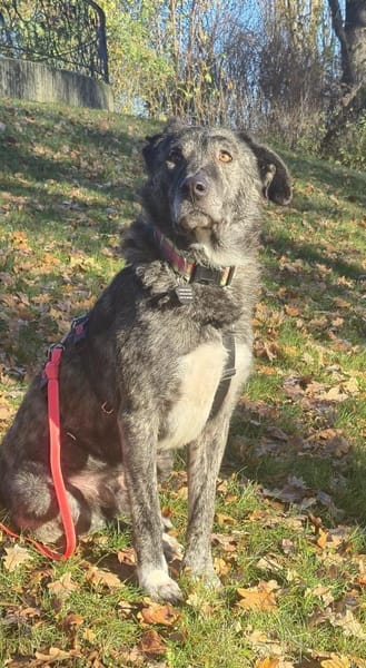 sanfte Seele sucht liebevolles Zuhause