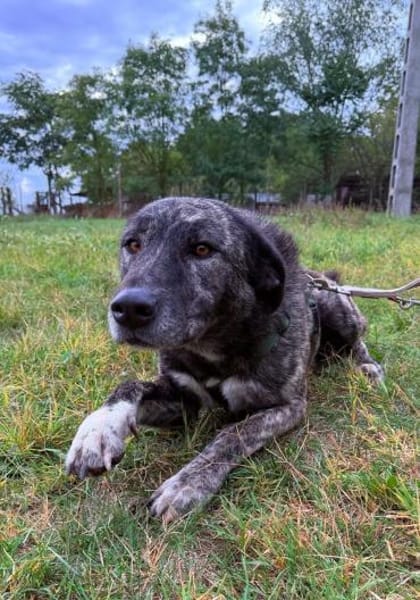 sanfte Seele sucht liebevolles Zuhause