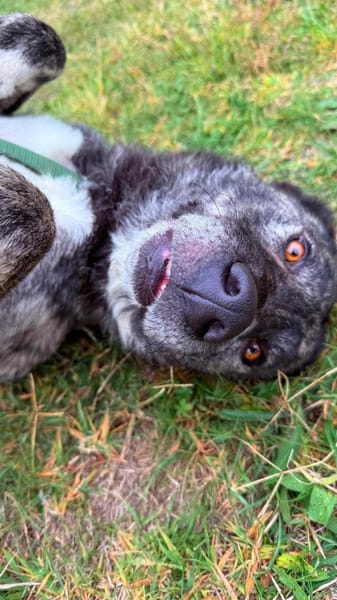 sanfte Seele sucht liebevolles Zuhause