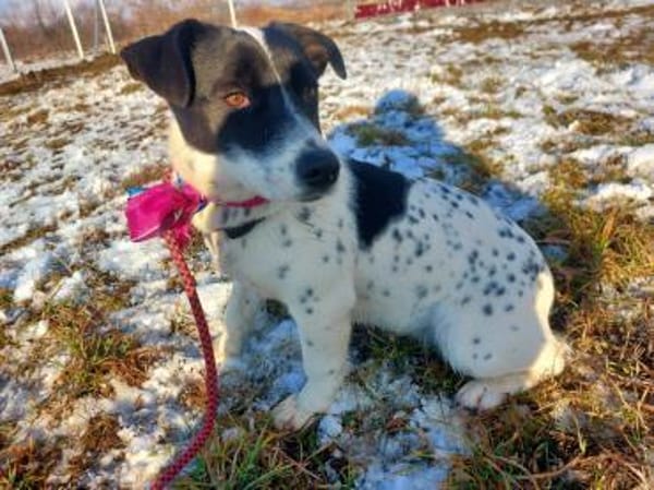 Kleine Hündin -Virgie-