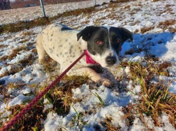 Kleine Hündin -Virgie-