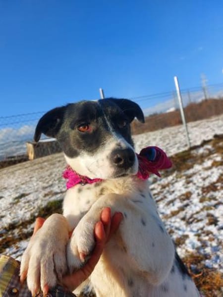 Kleine Hündin -Virgie-