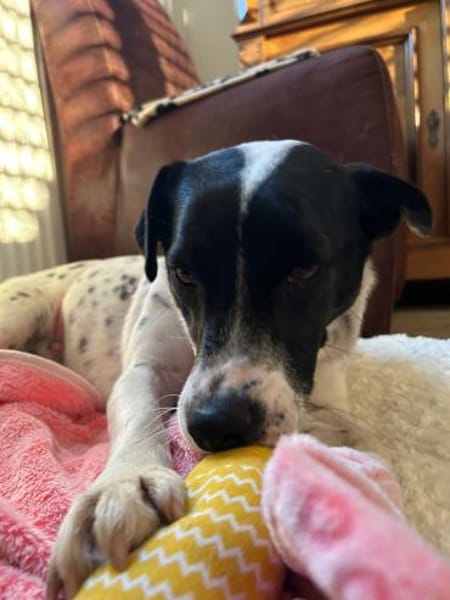 Kleine Hündin -Virgie-