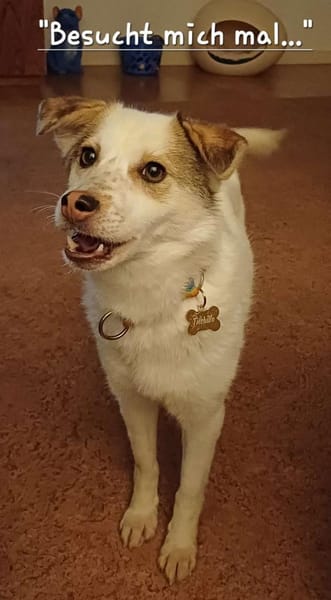 Lola sucht ihr Kuschelkörbchen