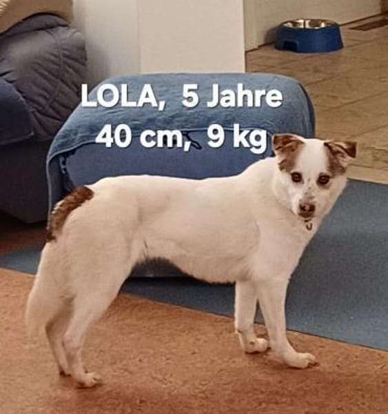 Lola sucht ihr Kuschelkörbchen