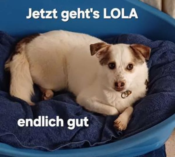 Lola sucht ihr Kuschelkörbchen