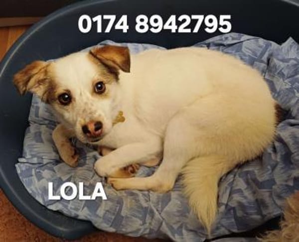 Lola sucht ihr Kuschelkörbchen