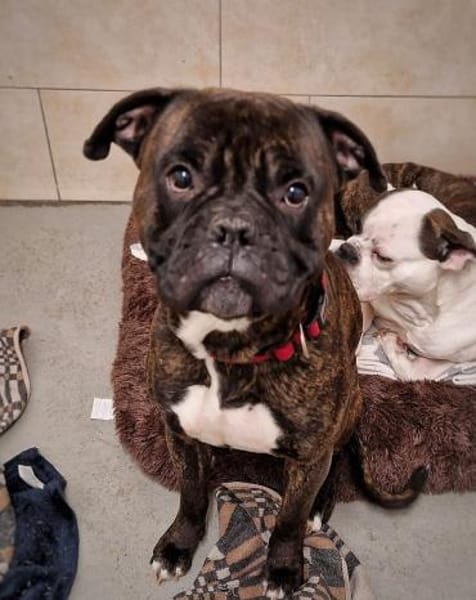 Boxer Kai sucht ein liebevolles Zuhause