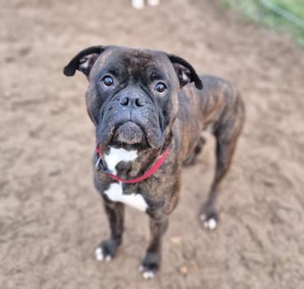 Boxer Kai sucht ein liebevolles Zuhause