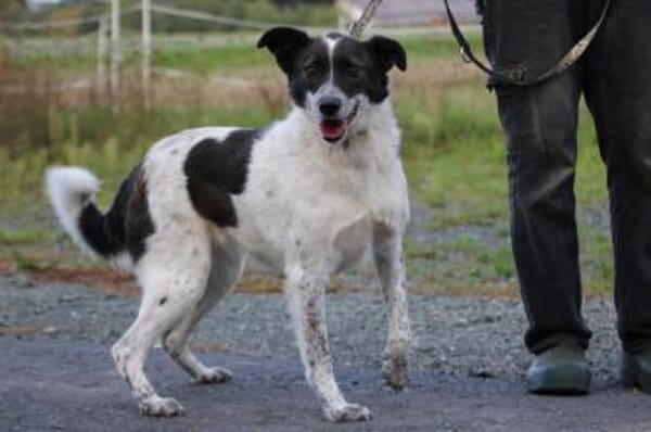 Mirona - sehr zutraulich u. verspielt