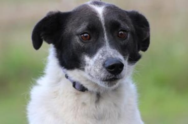 Mirona - sehr zutraulich u. verspielt