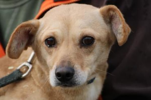 Kiani - verschmust u. sehr lieb