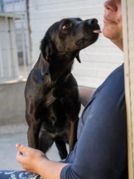 Sugar- bald auf Pflegestelle in D