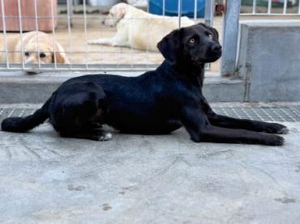 Sugar- bald auf Pflegestelle in D