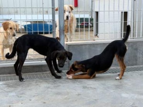 Sugar- bald auf Pflegestelle in D