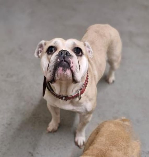 Hope sucht ihr Für immer Zuhause