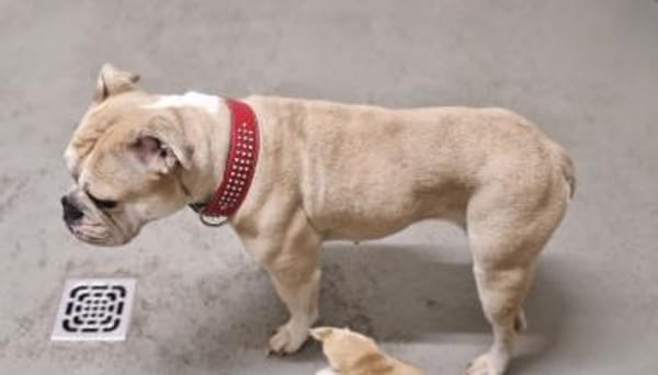 Hope sucht ihr Für immer Zuhause