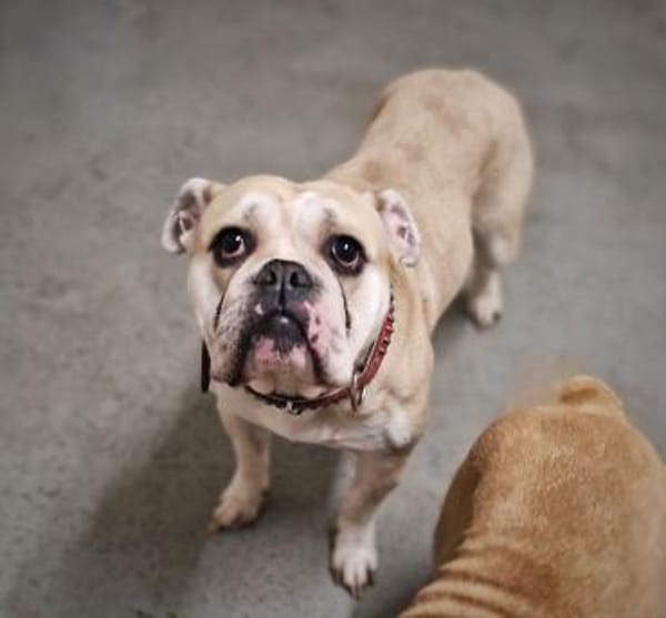 Hope sucht ihr Für immer Zuhause